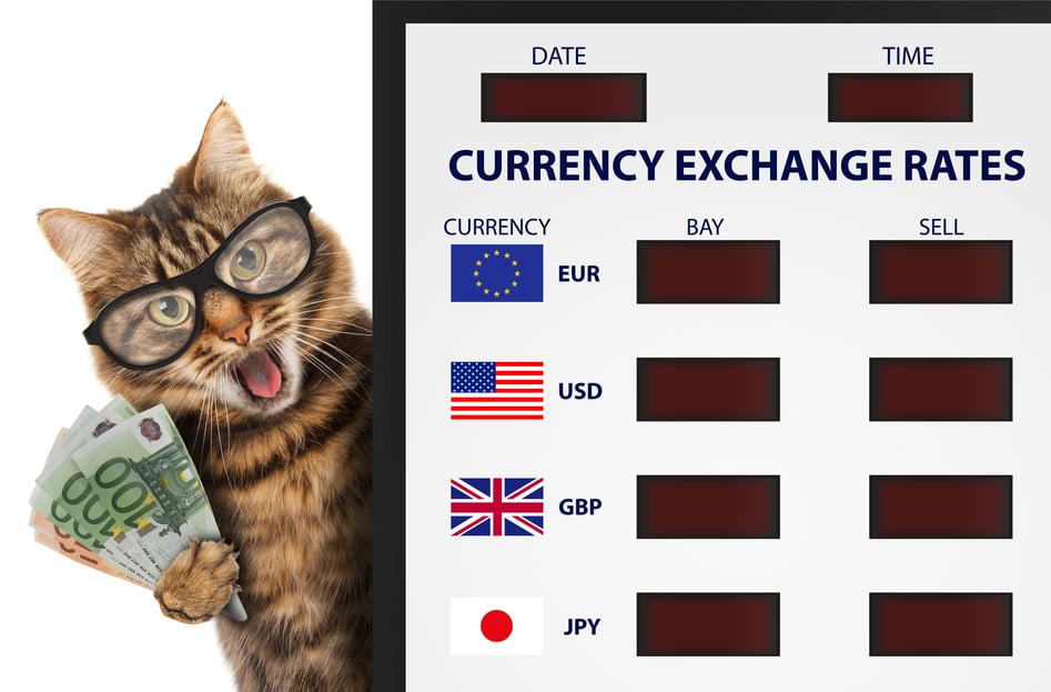 Funny cat, currency exchange.